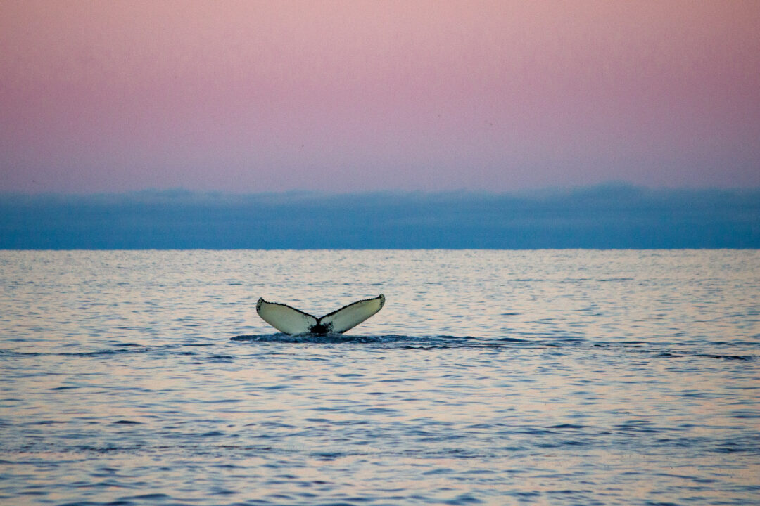 Humpback whale tail in Tromsø fjord with Arctic winter sunrise and pink sky during whale watching cruise