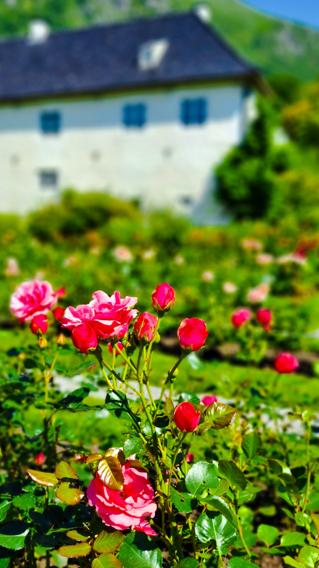 The rosegarden of the Barony