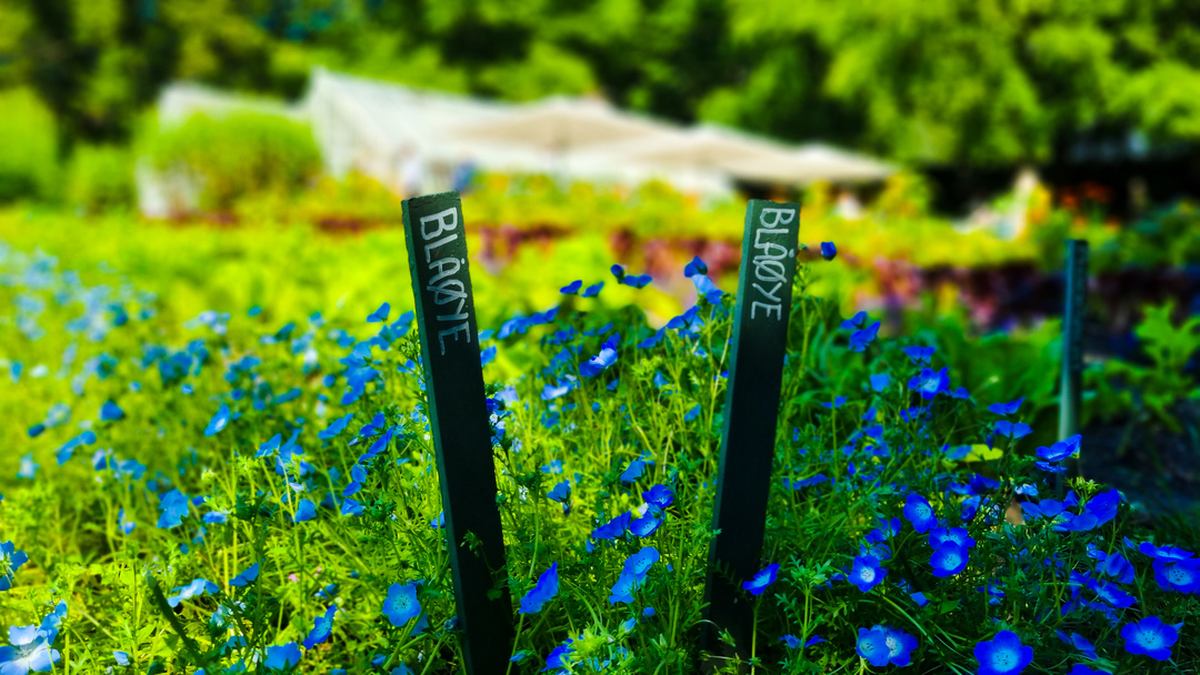 The big herb garden outside the conservatory is well worth a visit