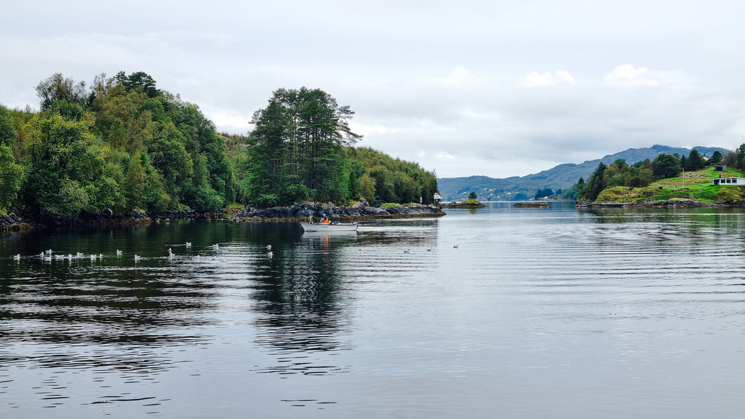 Fugler på fjorden før Alverstraumen