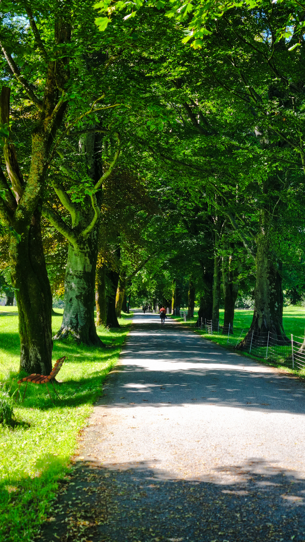 the lovely alley leading up to the manor Baroniet