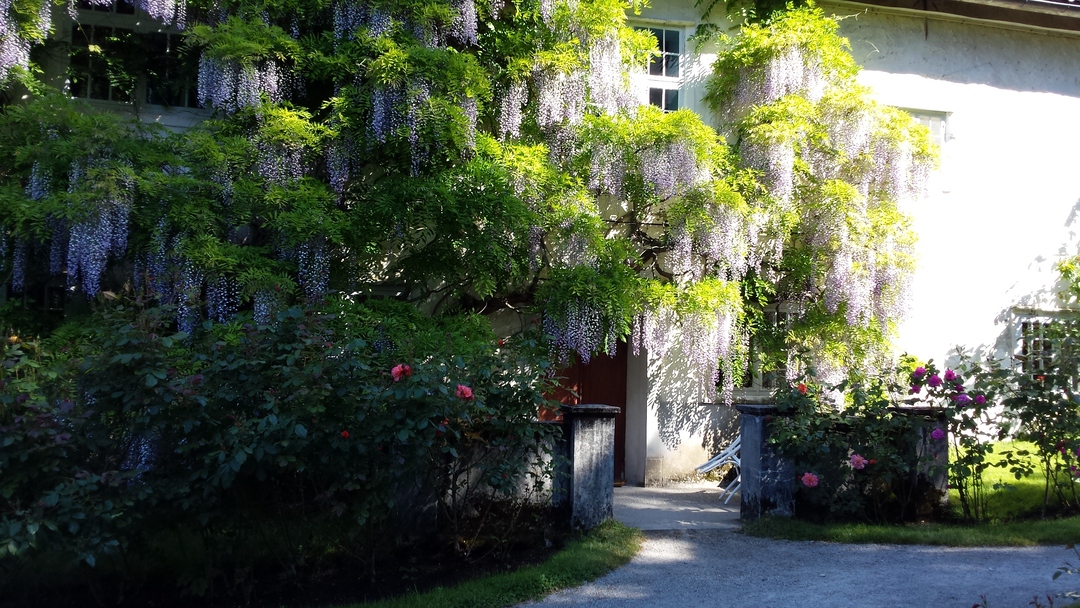 The huge wisteria overhanging the garden café
