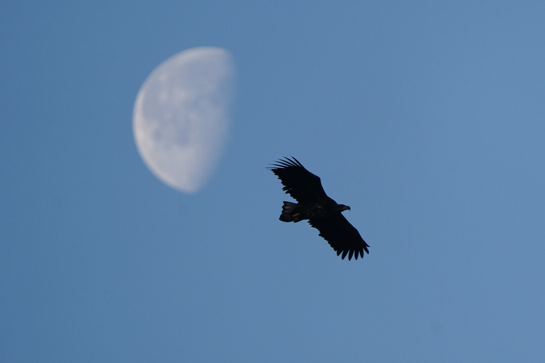 Spotting wild life at the Arctic fjord cruise. The majestic sea eagle spreding his wing on a clear sky with a moon backdrop