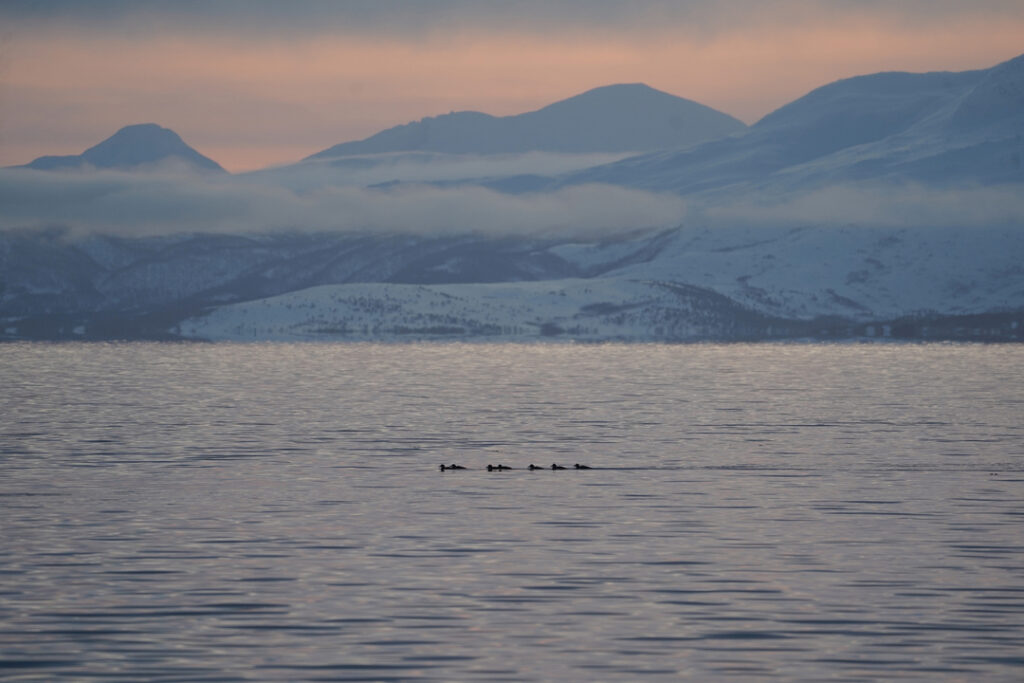 Seaside ducks with Lyngen Alps in the background under soft orange glow and low clouds during Arctic fjord cruise in Tromsø.
