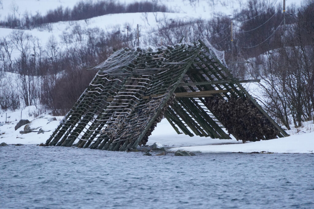 Traditional cod drying rack in Northern Norway along the Arctic fjord, showcasing local fishing heritage.