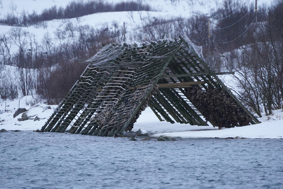 Cods drying on a typical Northern Norway fishing rack. Views to spot alongside the Tromsø coast.