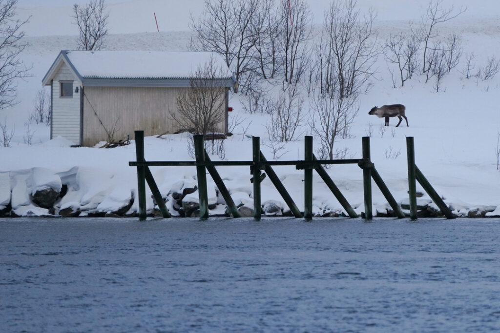 Reindeer near a small seaside cabin along the Arctic fjord during a Tromsø Rødne cruise in Northern Norway.