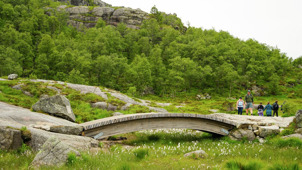 Summer hikers on their way to Preikestolen ca. mid ways. Green foliage and a small wooden bridge takes you over the wet moor.
