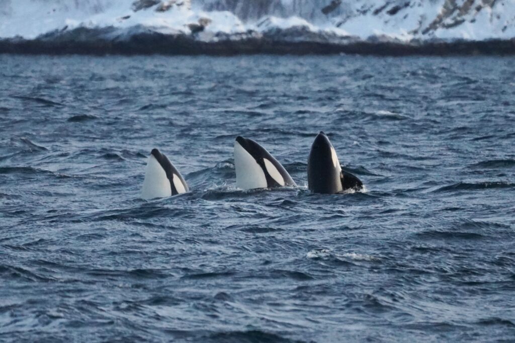 Tre spekkhoggere driver med spyhopping i Tromsøfjorden, løfter hodet over vannet for å observere omgivelsene under hvalsafari.
