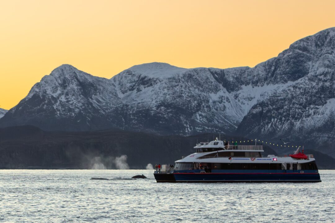 Catamaran on a whale watching boat tour from Tromsø with Humpback whales swimming nearby.