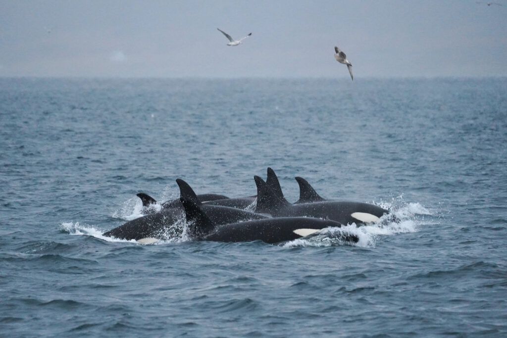 Spekkhoggere bryter vannflaten synkront i Tromsøfjorden under hvalsafari, med måker som flyr over fjorden.