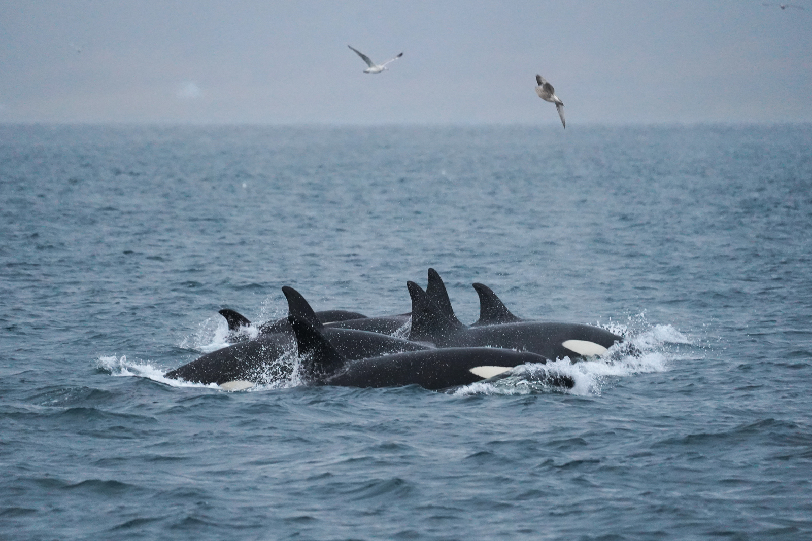 Orcas breaking the water surface in Tromsø fjord during a whale watching safari.