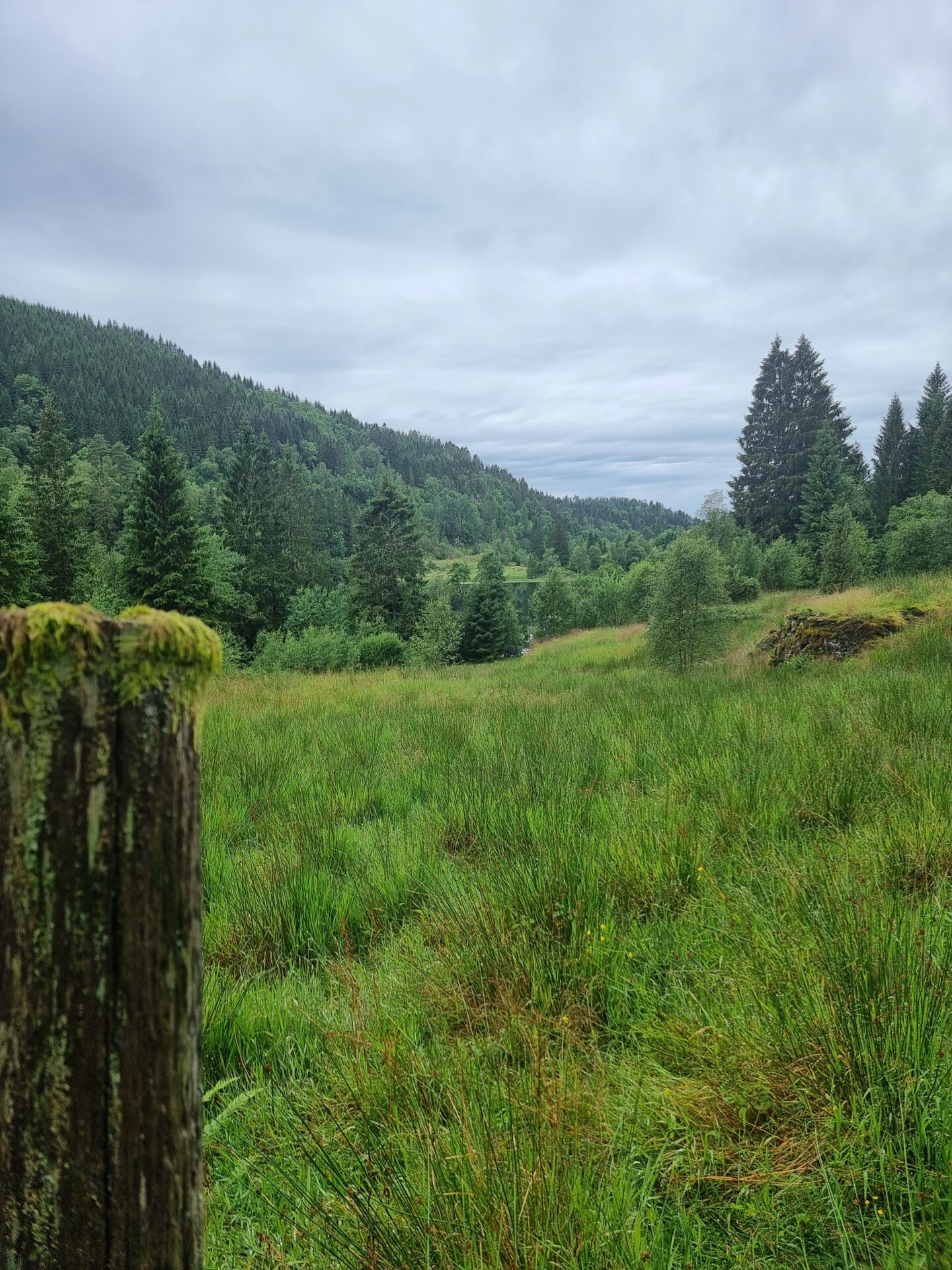 Grassy valley leading towards Lake Kossdalsvatnet, surrounded by forest and hills.