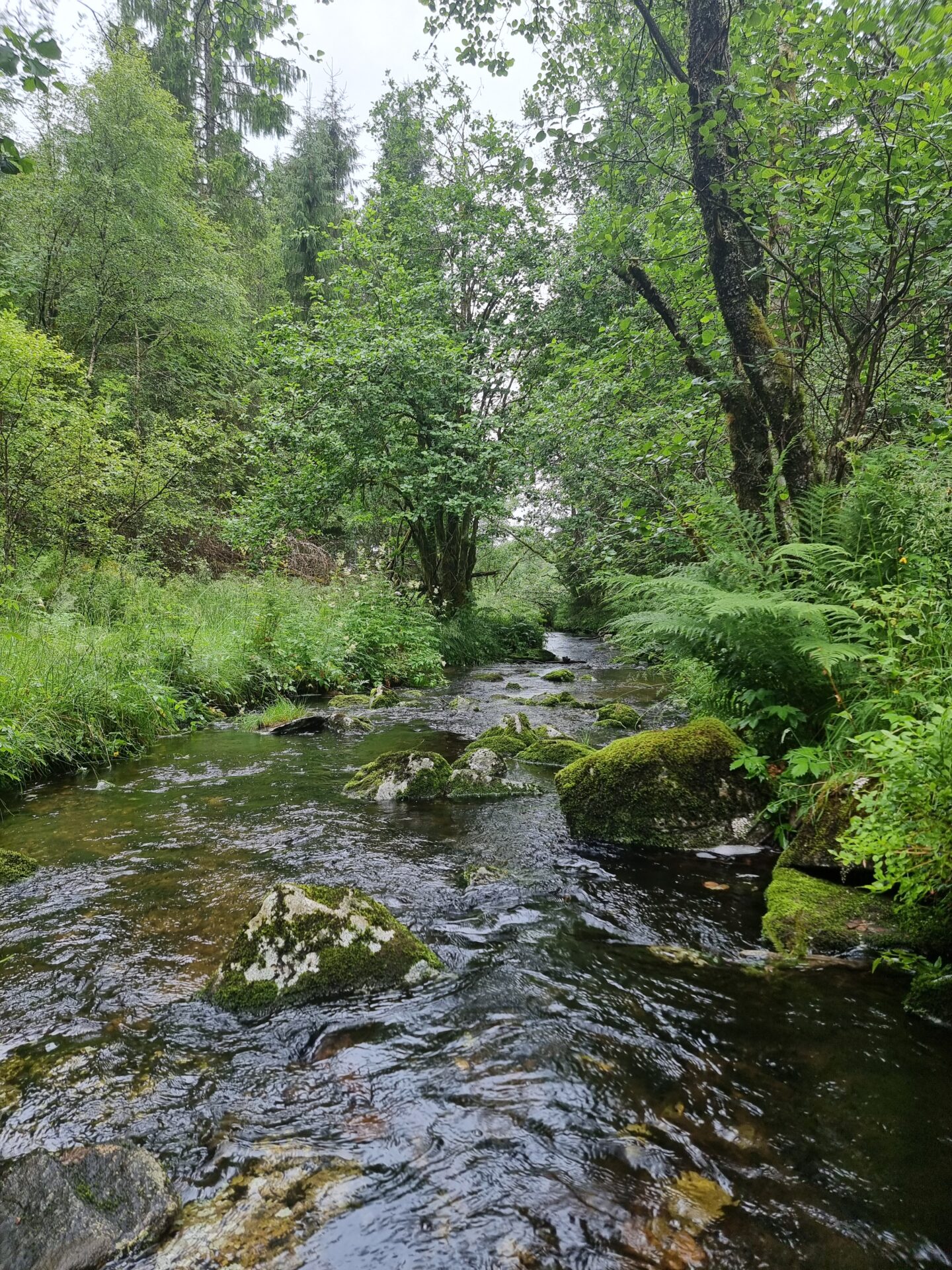 Clear stream running through lush forest on the way to Lake Kossdalsvatnet.