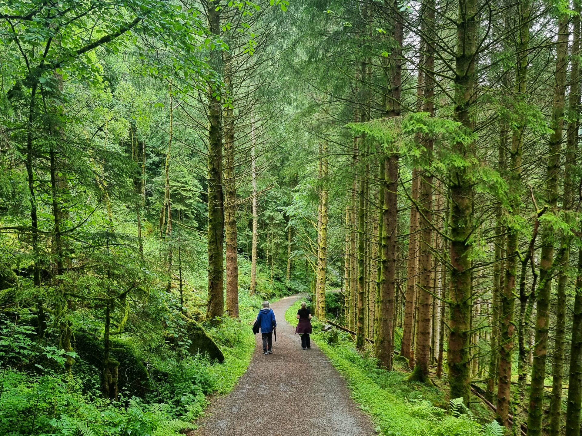 A lush green forest pathway on the way to Kossdalsvingane near Bergen, Norway, perfect for nature lovers and hiking enthusiasts.