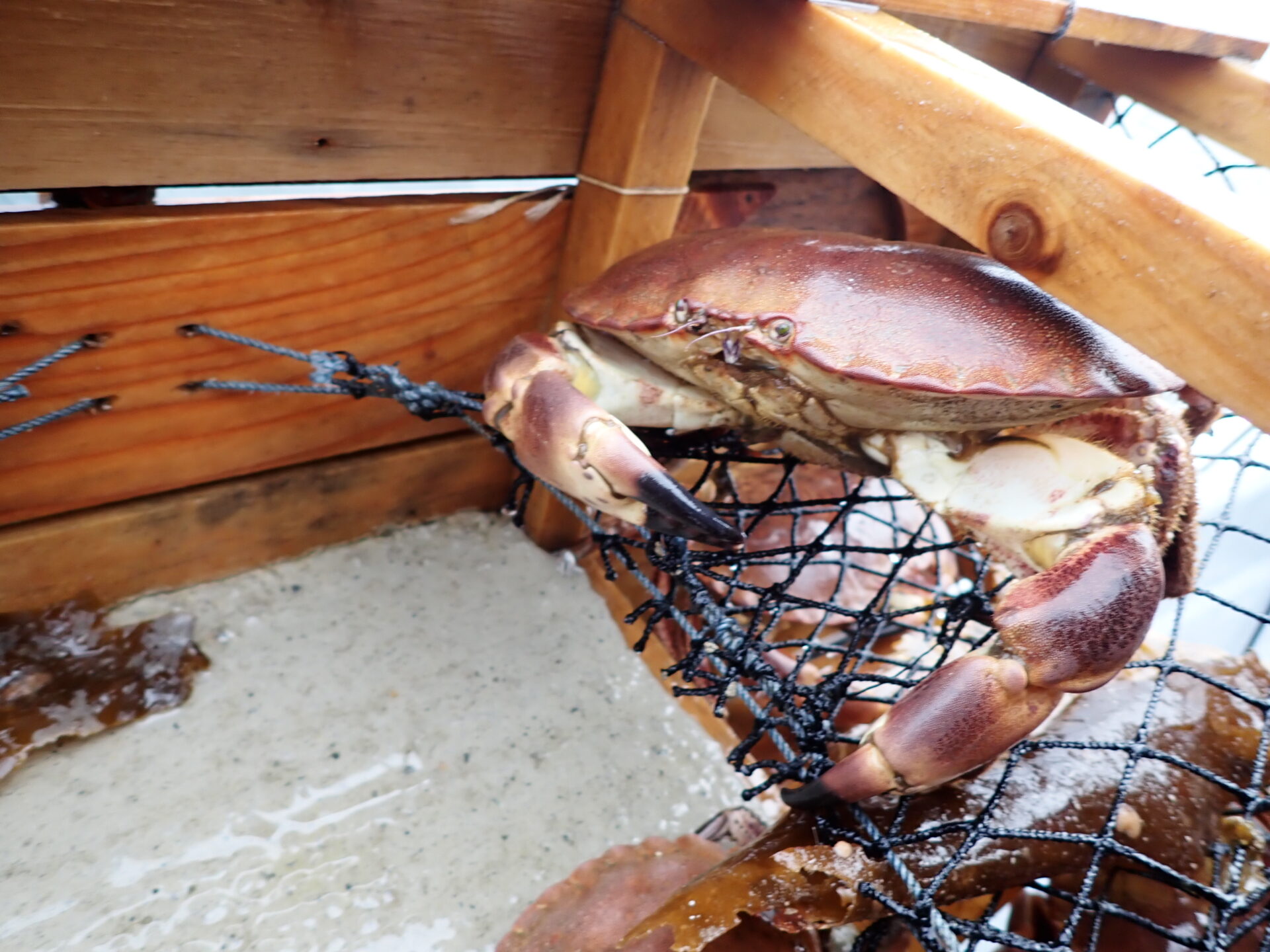 Large crab inside a trap from a Lysefjord fishing tour