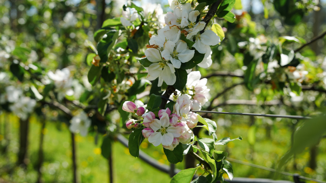 Epleblomst på Apal Sideri