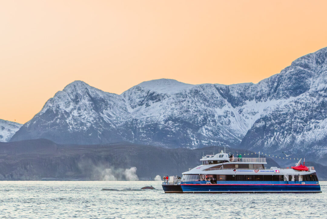 en katamaran ligger stille it de arktiske fjordene utenfor Tromsø, hvor gjestene får sett knølhval tett på