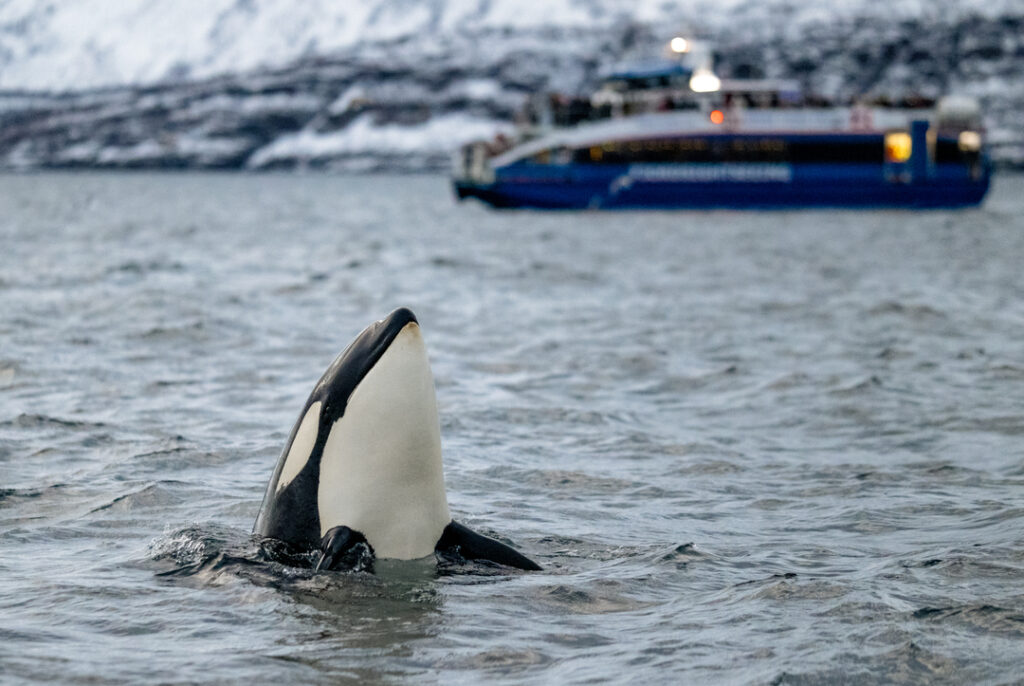 Nærbilde av en spekkhogger som spyhopper i arktiske farvann utenfor Tromsø, med Rødnes-båten Rygertroll uklar i bakgrunnen.
