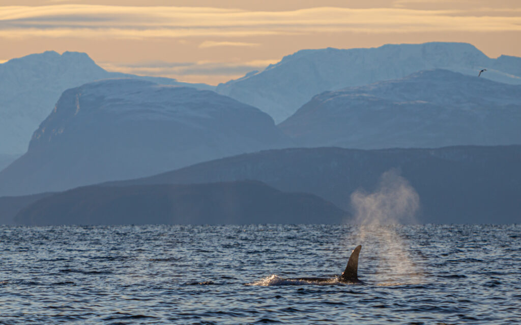 Orca swimming near Tromsø fjord with magical mountains glowing in morning light and seagull soaring above Arctic waters during Rødne whale watching tour.