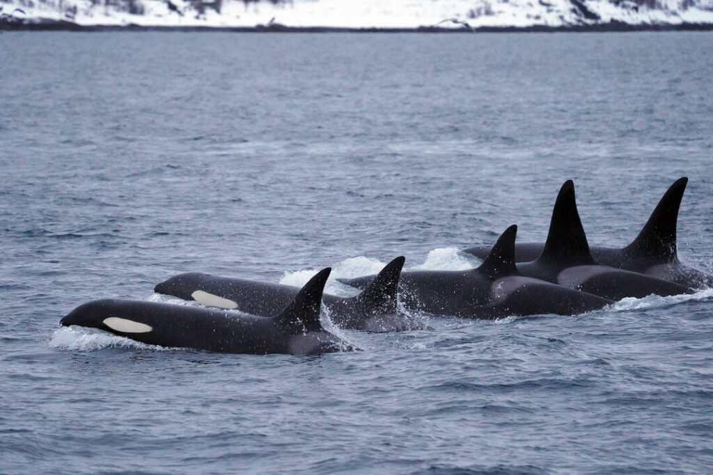 A group of Orcas breaching the waters syncronised. One of the things you might experience on our Whale watching cruise from Tromsø to Skjervøy.
