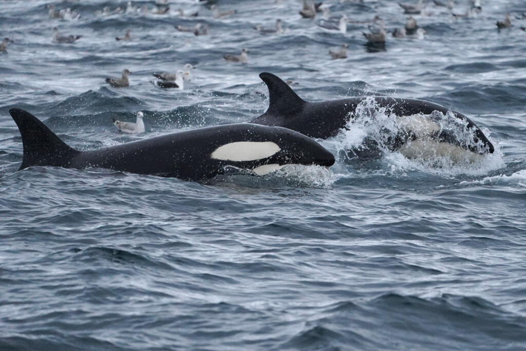 Two orcas breaching in Tromsø feeding grounds with seagulls scattered on Arctic waters during whale watching tour.