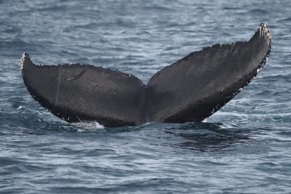 Close-up of a humpback whale tail above Arctic fjord waters during whale safari in Tromsø