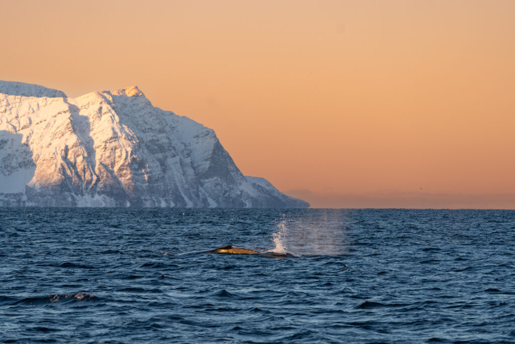 A humpback whale surfacing for air in the Arctic fjords near Tromsø, with orange polar light and snow-covered mountains in the background.
